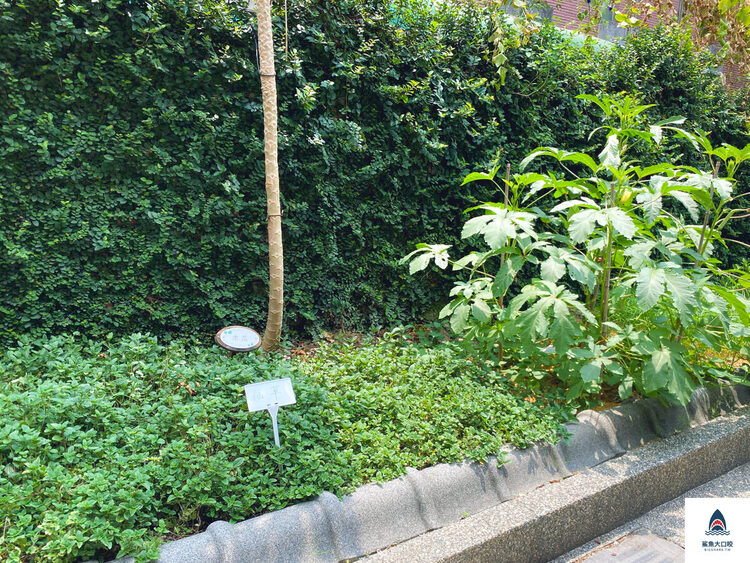 台中美食,台中早午餐,台中老宅,不老夢想125號 @鯊魚大口咬