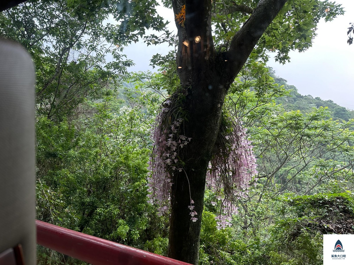 菇神,菇神觀景複合式餐飲,新社美食,黃金蟲草放山雞,台中美食,台中火鍋,台中米其林必比登 @鯊魚大口咬