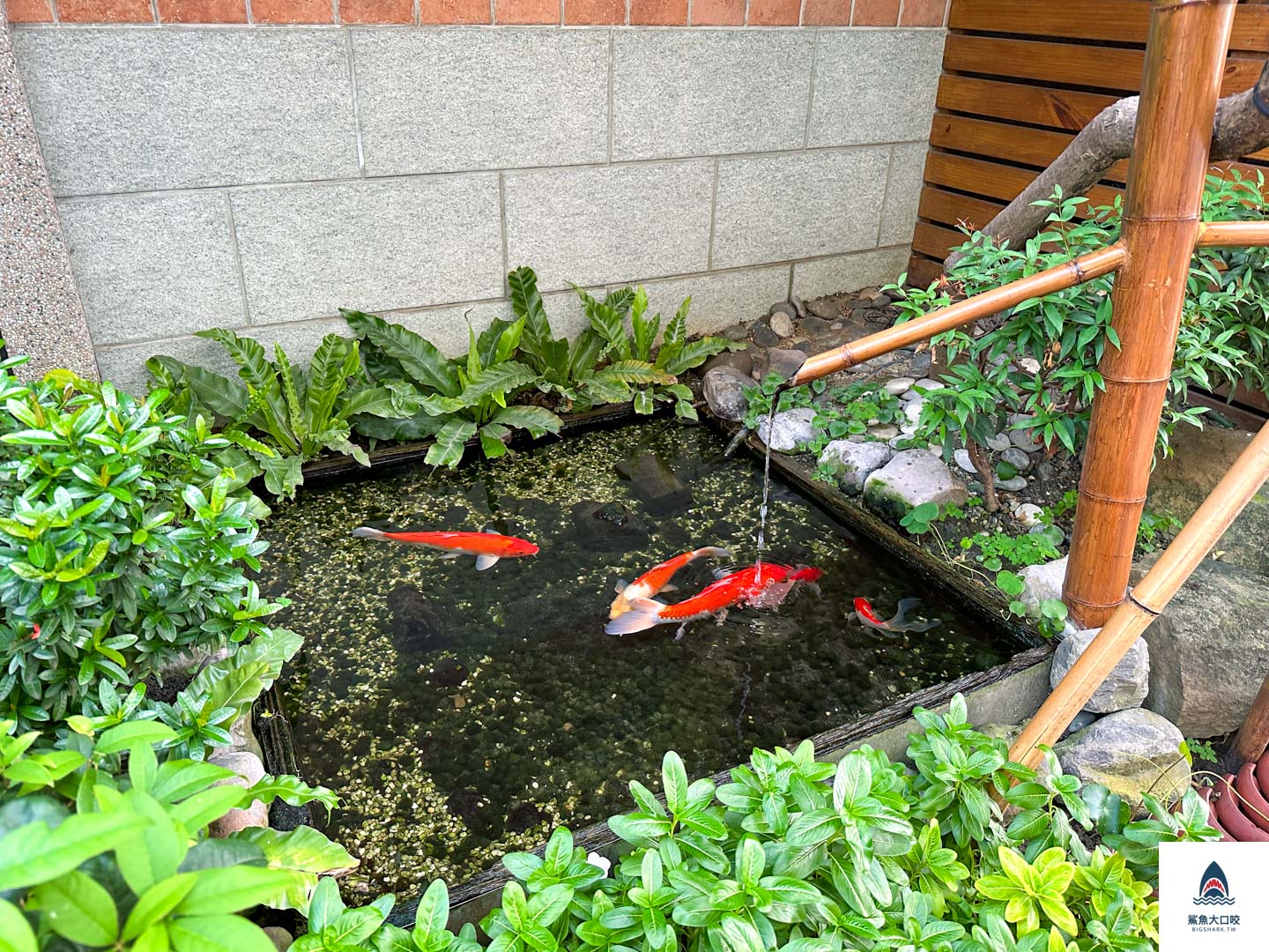 沙卡燒酒雞餐館菜單,沙卡燒酒雞,大雅沙卡燒酒雞,台中燒酒雞推薦,台中米其林必比登推薦,大雅美食推薦,沙卡燒酒雞餐館 @鯊魚大口咬