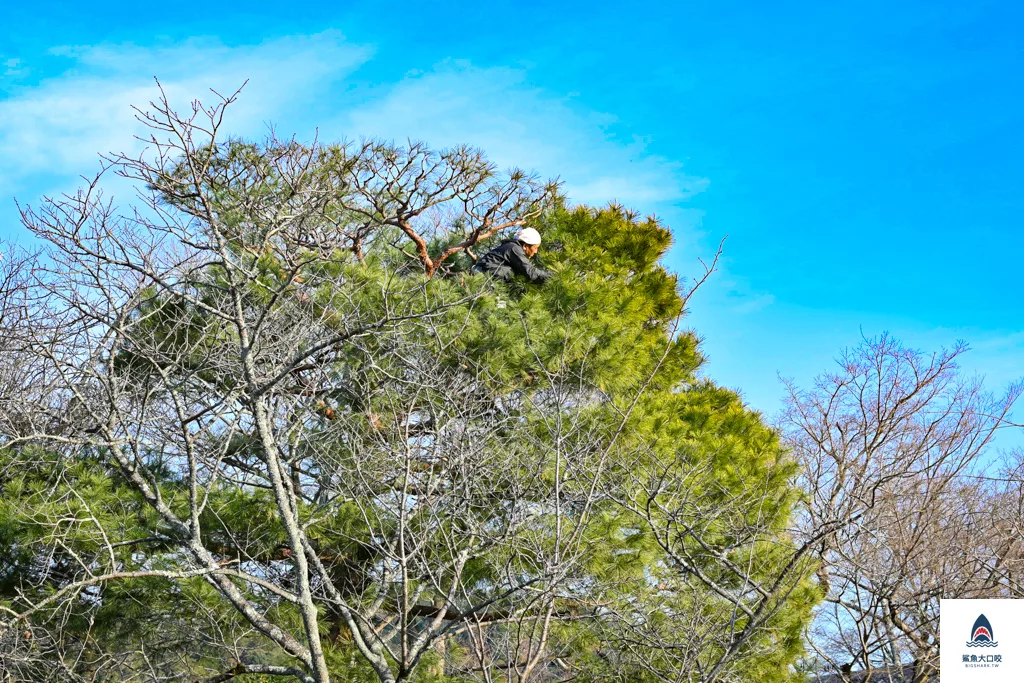 關西景點推薦,宇治景點,京都景點,宇治平等院 @鯊魚大口咬