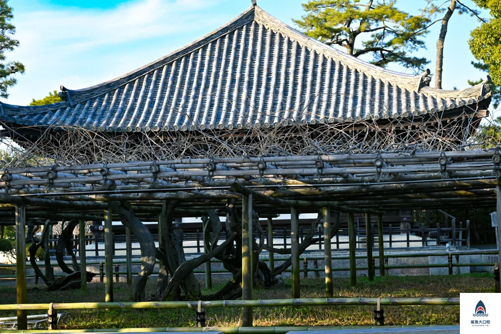 關西景點推薦,宇治景點,京都景點,宇治平等院 @鯊魚大口咬