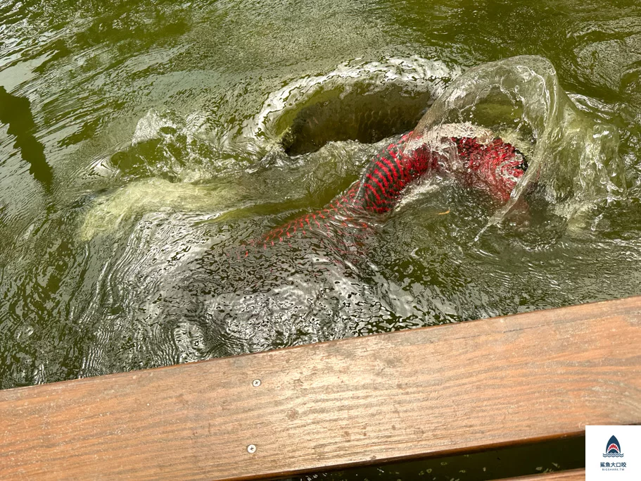 金車礁溪蘭花園附設動植物生態館,宜蘭景點推薦,礁溪景點推薦,礁溪親子景點,宜蘭親子景點 @鯊魚大口咬 金車礁溪蘭花園附設動植物生態館,宜蘭景點推薦,礁溪景點推薦,礁溪親子景點,宜蘭親子景點 @鯊魚大口咬