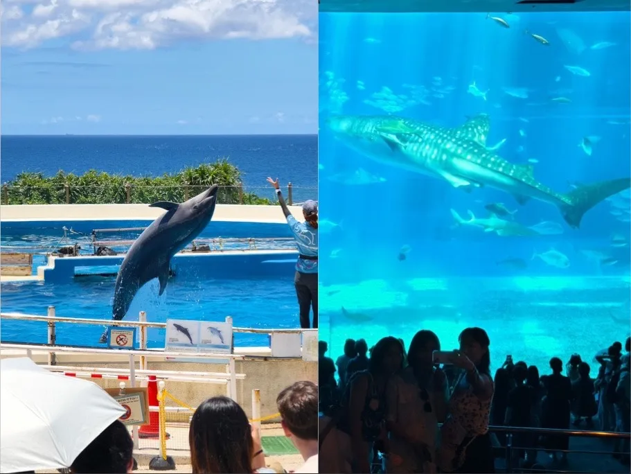 沖繩自由行,沖繩旅遊攻略 @鯊魚大口咬