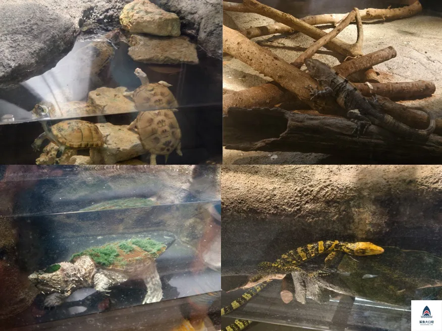 沖繩動物園,沖繩兒童王國門票,沖繩兒童王國交通,沖繩親子景點,沖繩景點推薦,沖繩兒童王國 @鯊魚大口咬 沖繩動物園,沖繩兒童王國門票,沖繩兒童王國交通,沖繩親子景點,沖繩景點推薦,沖繩兒童王國 @鯊魚大口咬