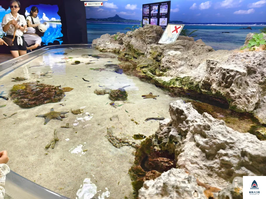 沖繩水族館,沖繩美麗海水族館,沖繩海洋博公園,沖繩必去,沖繩必玩,沖繩美麗海水族館門票,沖繩景點推薦 @鯊魚大口咬 沖繩水族館,沖繩美麗海水族館,沖繩海洋博公園,沖繩必去,沖繩必玩,沖繩美麗海水族館門票,沖繩景點推薦 @鯊魚大口咬