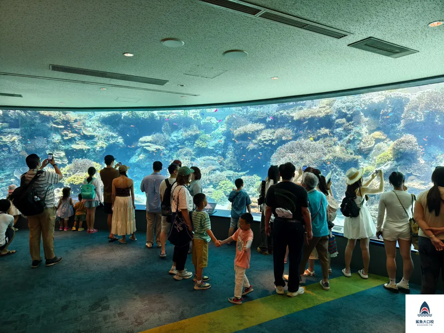 沖繩水族館,沖繩美麗海水族館,沖繩海洋博公園,沖繩必去,沖繩必玩,沖繩美麗海水族館門票,沖繩景點推薦 @鯊魚大口咬 沖繩水族館,沖繩美麗海水族館,沖繩海洋博公園,沖繩必去,沖繩必玩,沖繩美麗海水族館門票,沖繩景點推薦 @鯊魚大口咬
