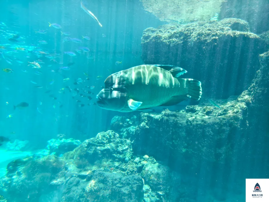 沖繩水族館,沖繩美麗海水族館,沖繩海洋博公園,沖繩必去,沖繩必玩,沖繩美麗海水族館門票,沖繩景點推薦 @鯊魚大口咬 沖繩水族館,沖繩美麗海水族館,沖繩海洋博公園,沖繩必去,沖繩必玩,沖繩美麗海水族館門票,沖繩景點推薦 @鯊魚大口咬