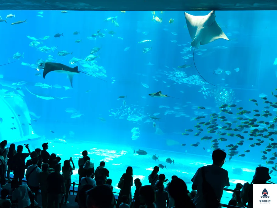 沖繩水族館,沖繩美麗海水族館,沖繩海洋博公園,沖繩必去,沖繩必玩,沖繩美麗海水族館門票,沖繩景點推薦 @鯊魚大口咬