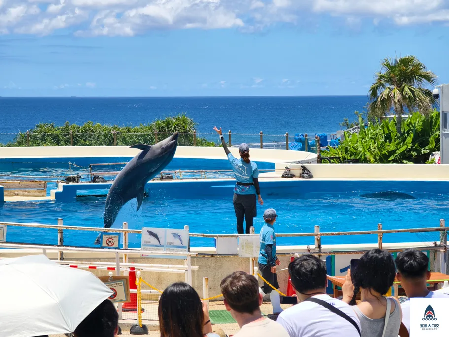 沖繩水族館,沖繩美麗海水族館,沖繩海洋博公園,沖繩必去,沖繩必玩,沖繩美麗海水族館門票,沖繩景點推薦 @鯊魚大口咬 沖繩水族館,沖繩美麗海水族館,沖繩海洋博公園,沖繩必去,沖繩必玩,沖繩美麗海水族館門票,沖繩景點推薦 @鯊魚大口咬