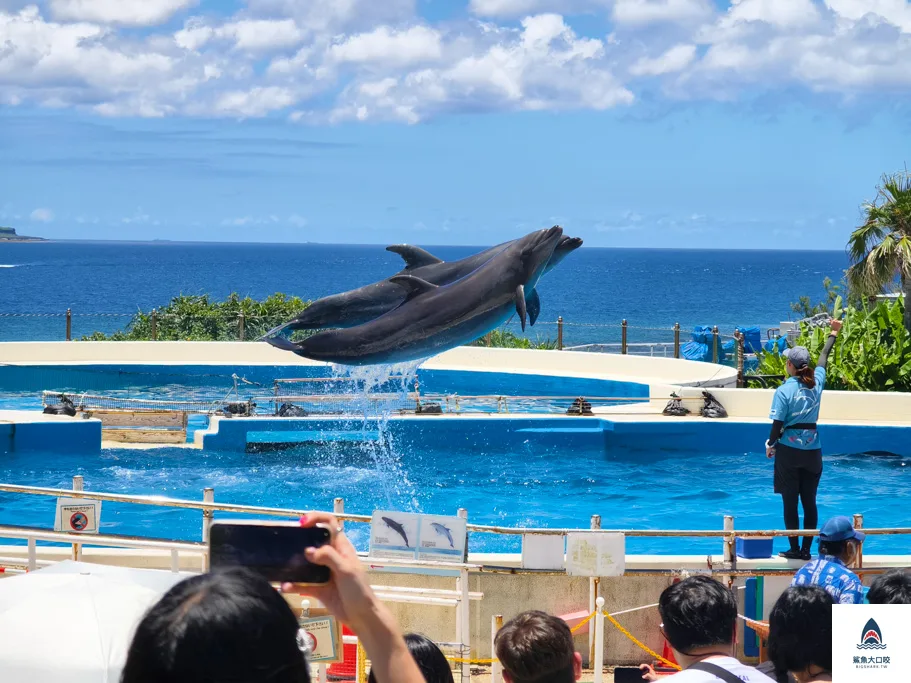 沖繩水族館,沖繩美麗海水族館,沖繩海洋博公園,沖繩必去,沖繩必玩,沖繩美麗海水族館門票,沖繩景點推薦 @鯊魚大口咬 沖繩水族館,沖繩美麗海水族館,沖繩海洋博公園,沖繩必去,沖繩必玩,沖繩美麗海水族館門票,沖繩景點推薦 @鯊魚大口咬
