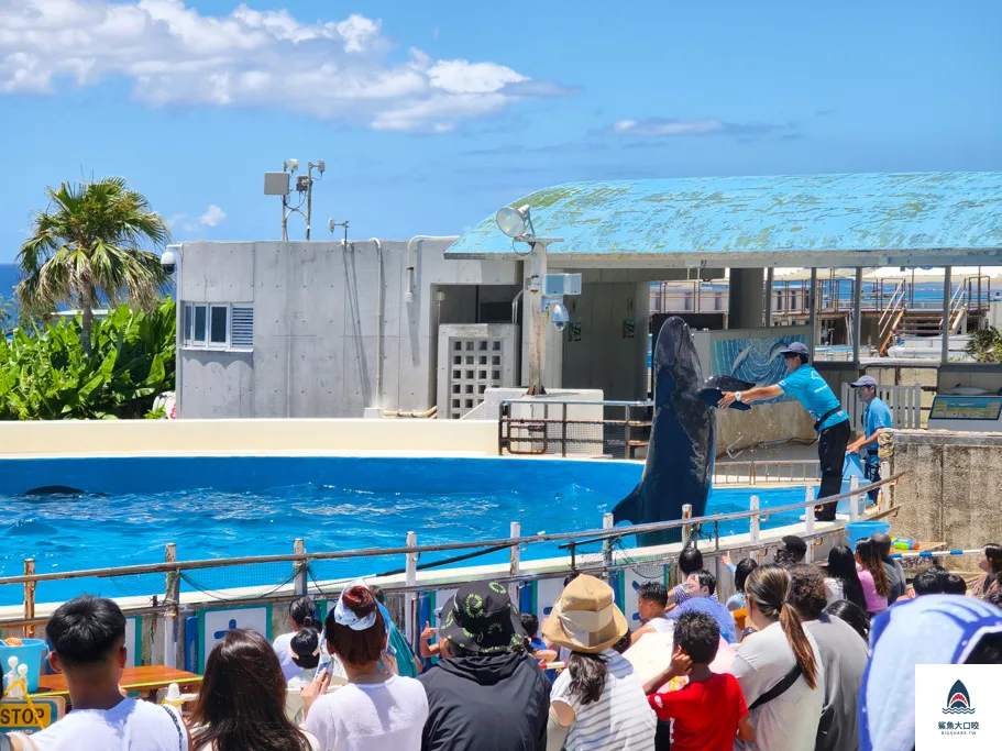 沖繩水族館,沖繩美麗海水族館,沖繩海洋博公園,沖繩必去,沖繩必玩,沖繩美麗海水族館門票,沖繩景點推薦 @鯊魚大口咬 沖繩水族館,沖繩美麗海水族館,沖繩海洋博公園,沖繩必去,沖繩必玩,沖繩美麗海水族館門票,沖繩景點推薦 @鯊魚大口咬