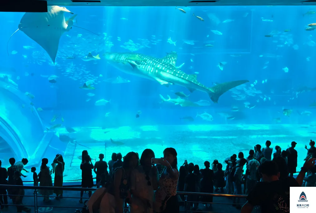 沖繩水族館,沖繩美麗海水族館,沖繩海洋博公園,沖繩必去,沖繩必玩,沖繩美麗海水族館門票,沖繩景點推薦 @鯊魚大口咬 沖繩水族館,沖繩美麗海水族館,沖繩海洋博公園,沖繩必去,沖繩必玩,沖繩美麗海水族館門票,沖繩景點推薦 @鯊魚大口咬