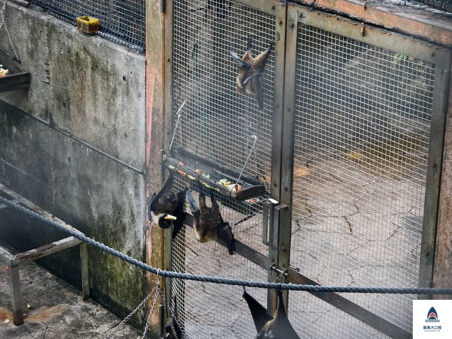 沖繩動物園,沖繩兒童王國門票,沖繩兒童王國交通,沖繩親子景點,沖繩景點推薦,沖繩兒童王國 @鯊魚大口咬 沖繩動物園,沖繩兒童王國門票,沖繩兒童王國交通,沖繩親子景點,沖繩景點推薦,沖繩兒童王國 @鯊魚大口咬