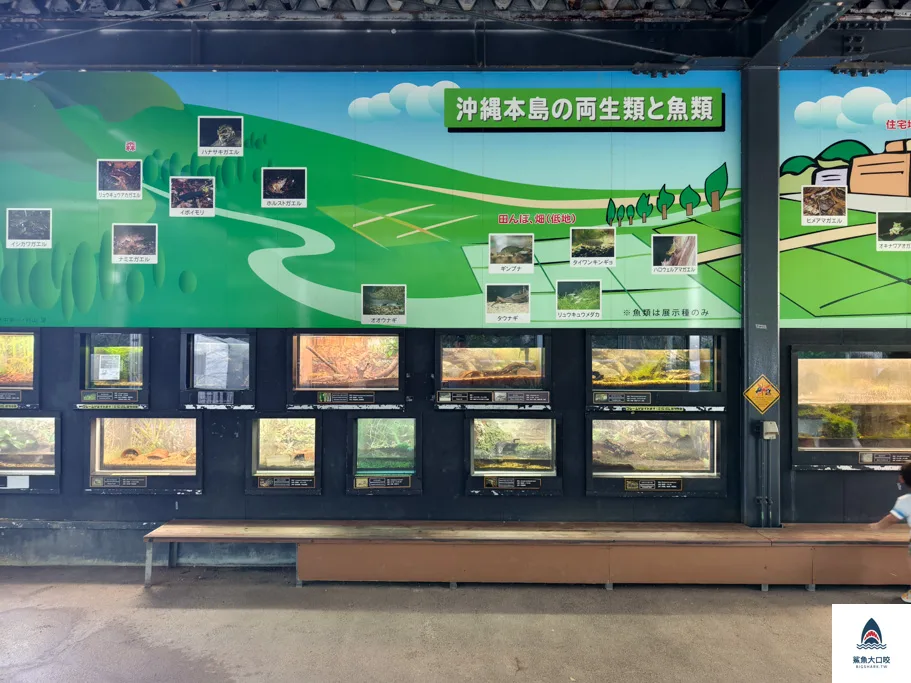 沖繩動物園,沖繩兒童王國門票,沖繩兒童王國交通,沖繩親子景點,沖繩景點推薦,沖繩兒童王國 @鯊魚大口咬