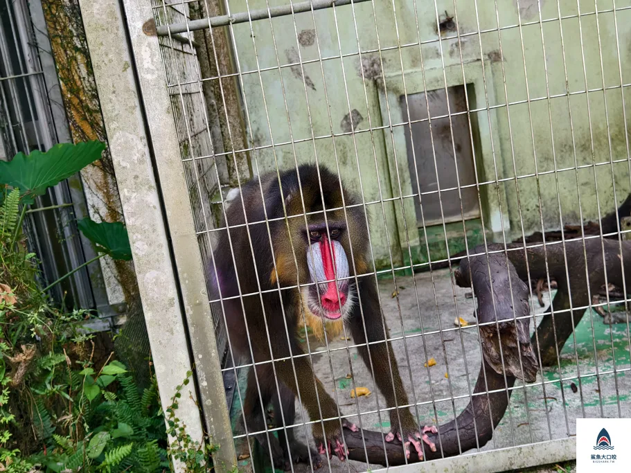 沖繩動物園,沖繩兒童王國門票,沖繩兒童王國交通,沖繩親子景點,沖繩景點推薦,沖繩兒童王國 @鯊魚大口咬