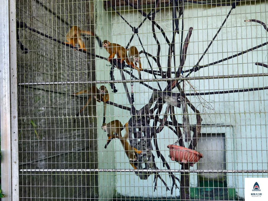 沖繩動物園,沖繩兒童王國門票,沖繩兒童王國交通,沖繩親子景點,沖繩景點推薦,沖繩兒童王國 @鯊魚大口咬 沖繩動物園,沖繩兒童王國門票,沖繩兒童王國交通,沖繩親子景點,沖繩景點推薦,沖繩兒童王國 @鯊魚大口咬