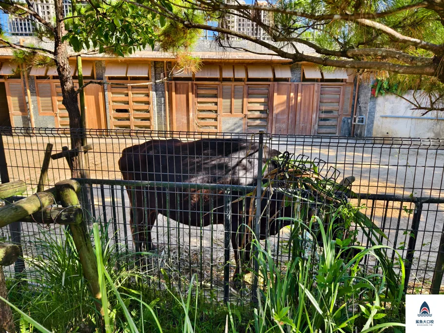 沖繩動物園,沖繩兒童王國門票,沖繩兒童王國交通,沖繩親子景點,沖繩景點推薦,沖繩兒童王國 @鯊魚大口咬