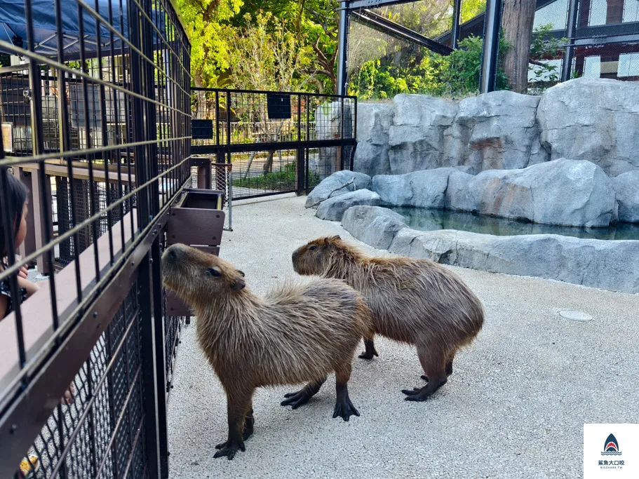 沖繩動物園,沖繩兒童王國門票,沖繩兒童王國交通,沖繩親子景點,沖繩景點推薦,沖繩兒童王國 @鯊魚大口咬 沖繩動物園,沖繩兒童王國門票,沖繩兒童王國交通,沖繩親子景點,沖繩景點推薦,沖繩兒童王國 @鯊魚大口咬