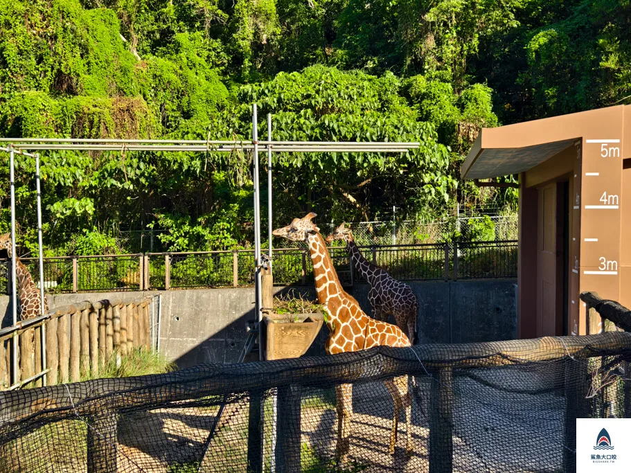 沖繩動物園,沖繩兒童王國門票,沖繩兒童王國交通,沖繩親子景點,沖繩景點推薦,沖繩兒童王國 @鯊魚大口咬 沖繩動物園,沖繩兒童王國門票,沖繩兒童王國交通,沖繩親子景點,沖繩景點推薦,沖繩兒童王國 @鯊魚大口咬