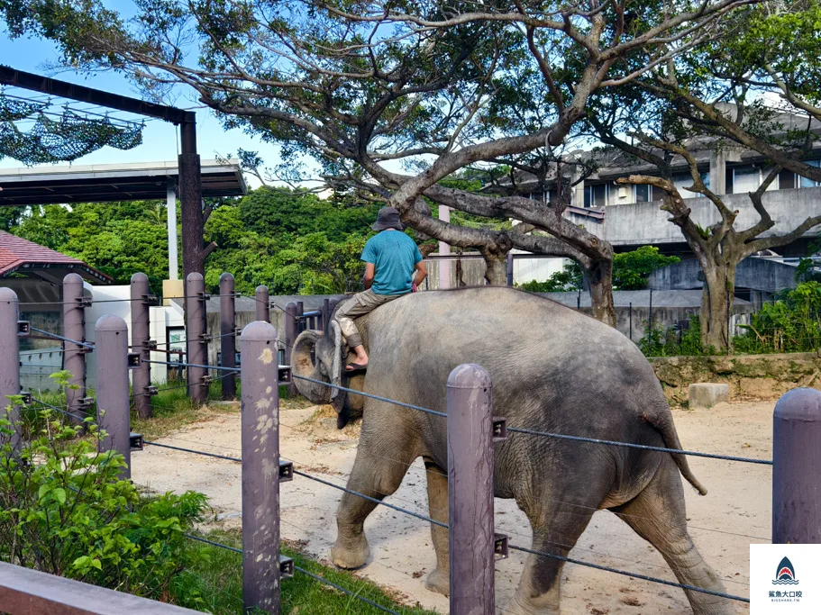 沖繩動物園,沖繩兒童王國門票,沖繩兒童王國交通,沖繩親子景點,沖繩景點推薦,沖繩兒童王國 @鯊魚大口咬 沖繩動物園,沖繩兒童王國門票,沖繩兒童王國交通,沖繩親子景點,沖繩景點推薦,沖繩兒童王國 @鯊魚大口咬