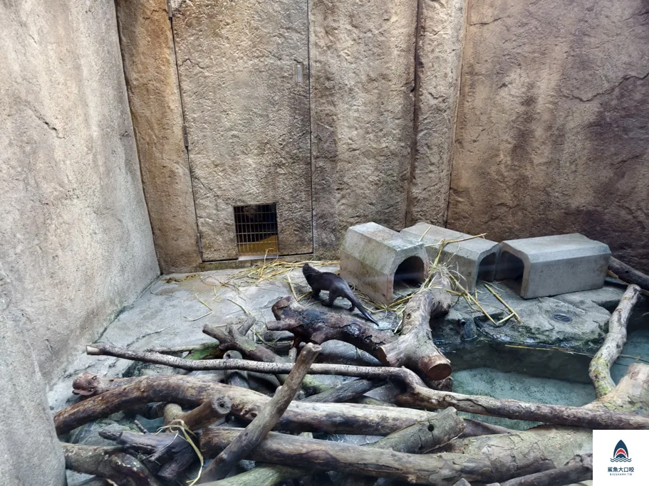 沖繩動物園,沖繩兒童王國門票,沖繩兒童王國交通,沖繩親子景點,沖繩景點推薦,沖繩兒童王國 @鯊魚大口咬