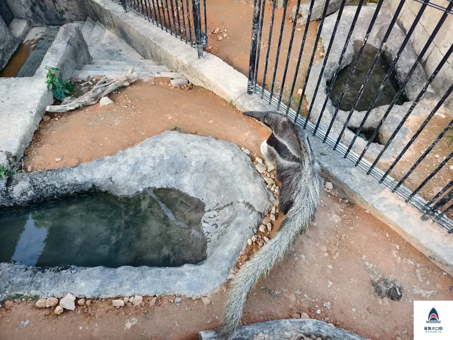 沖繩動物園,沖繩兒童王國門票,沖繩兒童王國交通,沖繩親子景點,沖繩景點推薦,沖繩兒童王國 @鯊魚大口咬