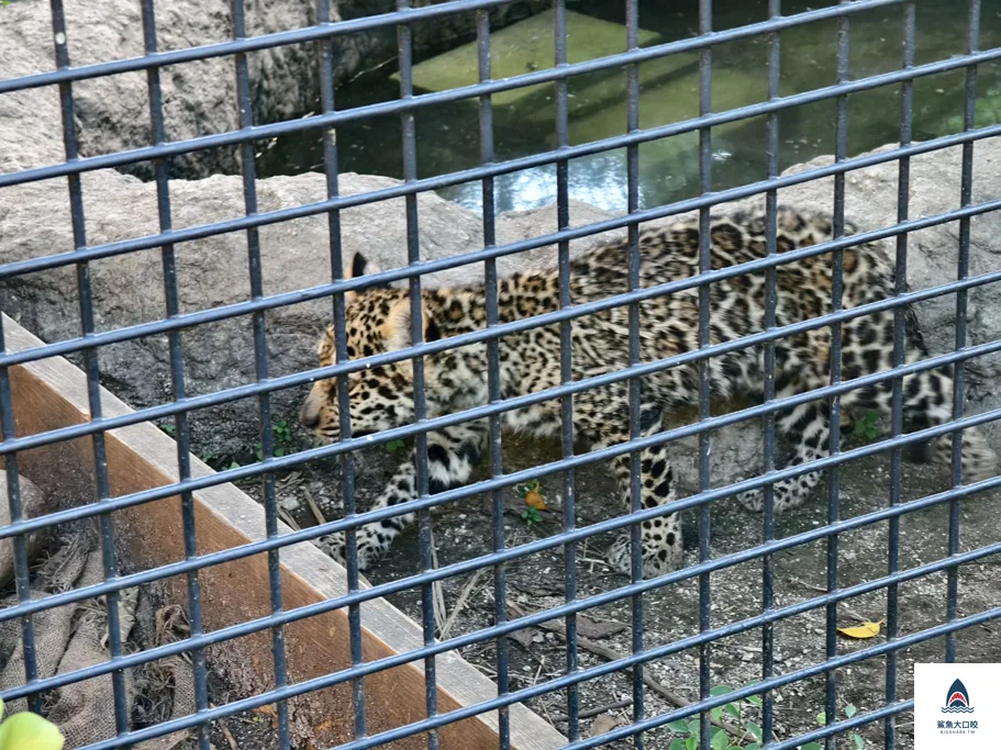 沖繩動物園,沖繩兒童王國門票,沖繩兒童王國交通,沖繩親子景點,沖繩景點推薦,沖繩兒童王國 @鯊魚大口咬 沖繩動物園,沖繩兒童王國門票,沖繩兒童王國交通,沖繩親子景點,沖繩景點推薦,沖繩兒童王國 @鯊魚大口咬