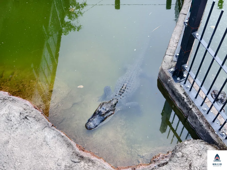 沖繩動物園,沖繩兒童王國門票,沖繩兒童王國交通,沖繩親子景點,沖繩景點推薦,沖繩兒童王國 @鯊魚大口咬 沖繩動物園,沖繩兒童王國門票,沖繩兒童王國交通,沖繩親子景點,沖繩景點推薦,沖繩兒童王國 @鯊魚大口咬