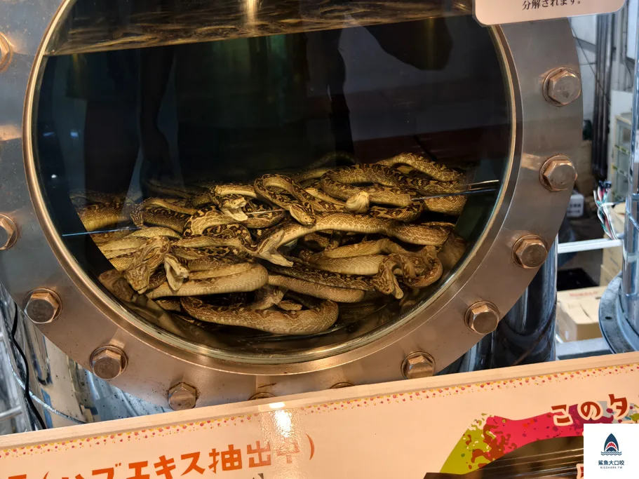 沖繩景點,沖繩自駕,沖繩親子,沖繩南部景點,沖繩玉泉洞,沖繩王國村 @鯊魚大口咬