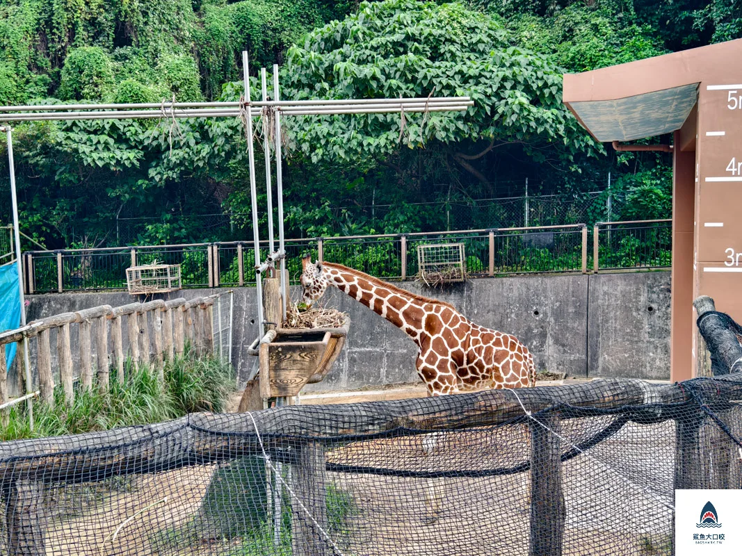 沖繩動物園,沖繩兒童王國門票,沖繩兒童王國交通,沖繩親子景點,沖繩景點推薦,沖繩兒童王國 @鯊魚大口咬 沖繩動物園,沖繩兒童王國門票,沖繩兒童王國交通,沖繩親子景點,沖繩景點推薦,沖繩兒童王國 @鯊魚大口咬