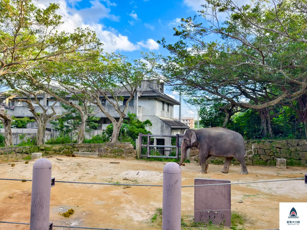 沖繩動物園,沖繩兒童王國門票,沖繩兒童王國交通,沖繩親子景點,沖繩景點推薦,沖繩兒童王國 @鯊魚大口咬 沖繩動物園,沖繩兒童王國門票,沖繩兒童王國交通,沖繩親子景點,沖繩景點推薦,沖繩兒童王國 @鯊魚大口咬