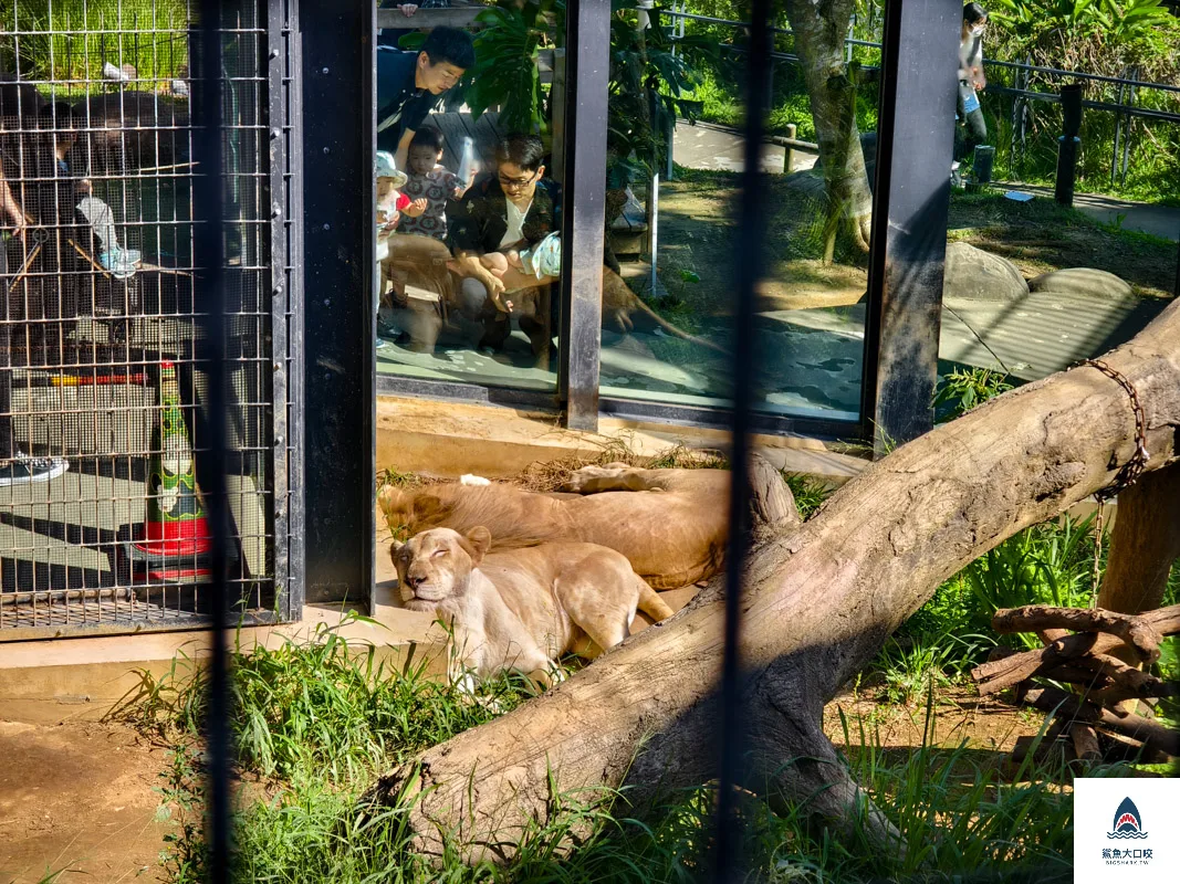 沖繩動物園,沖繩兒童王國門票,沖繩兒童王國交通,沖繩親子景點,沖繩景點推薦,沖繩兒童王國 @鯊魚大口咬 沖繩動物園,沖繩兒童王國門票,沖繩兒童王國交通,沖繩親子景點,沖繩景點推薦,沖繩兒童王國 @鯊魚大口咬
