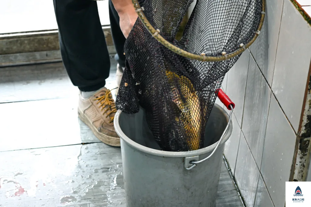 蜀魚館老店,忠孝新生美食推薦 @鯊魚大口咬 蜀魚館老店,忠孝新生美食推薦 @鯊魚大口咬