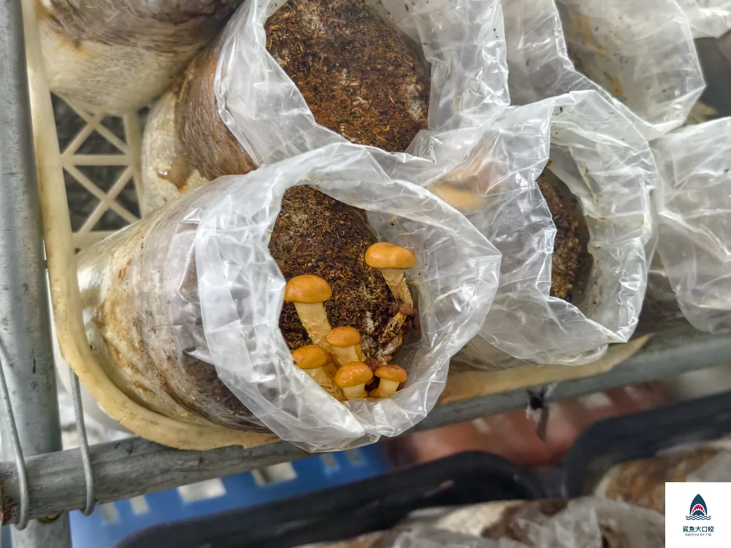 豐年靈芝菇類生態農場,南投埔里景點豐年靈芝菇類生態農場,南投埔里景點 @鯊魚大口咬 豐年靈芝菇類生態農場,南投埔里景點豐年靈芝菇類生態農場,南投埔里景點 @鯊魚大口咬