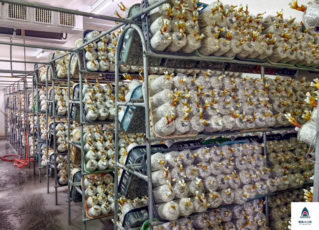 豐年靈芝菇類生態農場,南投埔里景點豐年靈芝菇類生態農場,南投埔里景點 @鯊魚大口咬 豐年靈芝菇類生態農場,南投埔里景點豐年靈芝菇類生態農場,南投埔里景點 @鯊魚大口咬