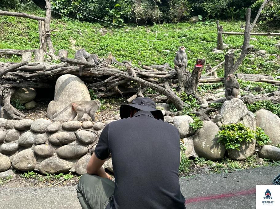 台中親子景點,郭叔叔獼猴生態區,大坑景點 @鯊魚大口咬 台中親子景點,郭叔叔獼猴生態區,大坑景點 @鯊魚大口咬
