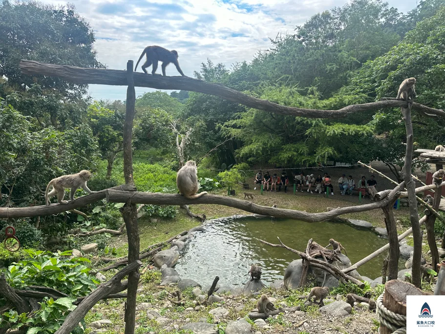 台中親子景點,郭叔叔獼猴生態區,大坑景點 @鯊魚大口咬