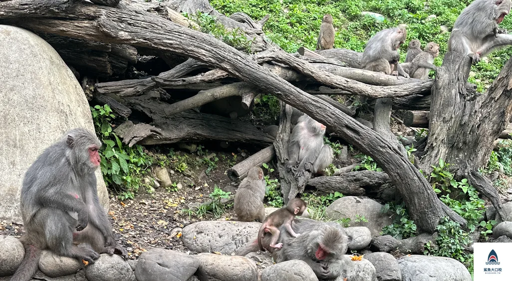台中親子景點,郭叔叔獼猴生態區,大坑景點 @鯊魚大口咬 台中親子景點,郭叔叔獼猴生態區,大坑景點 @鯊魚大口咬