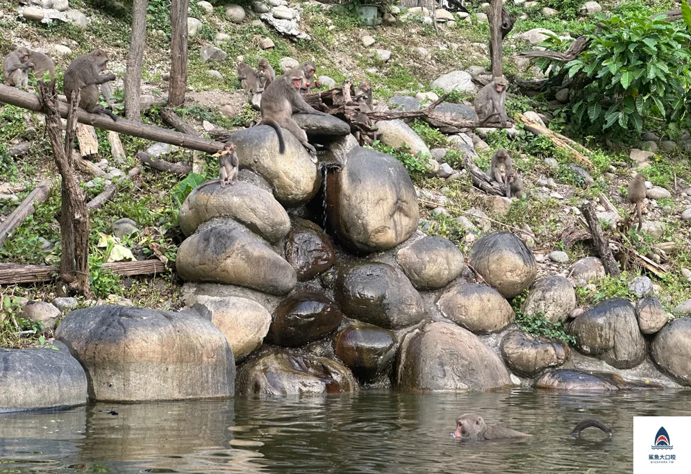 台中親子景點,郭叔叔獼猴生態區,大坑景點 @鯊魚大口咬 台中親子景點,郭叔叔獼猴生態區,大坑景點 @鯊魚大口咬