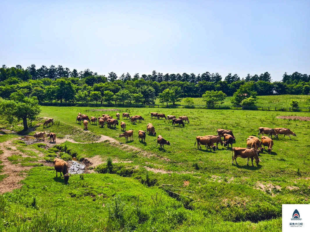 千代田牧場,富良野千代田牧場,美瑛千代田牧場,北海道千代田牧場 @鯊魚大口咬 千代田牧場,富良野千代田牧場,美瑛千代田牧場,北海道千代田牧場 @鯊魚大口咬