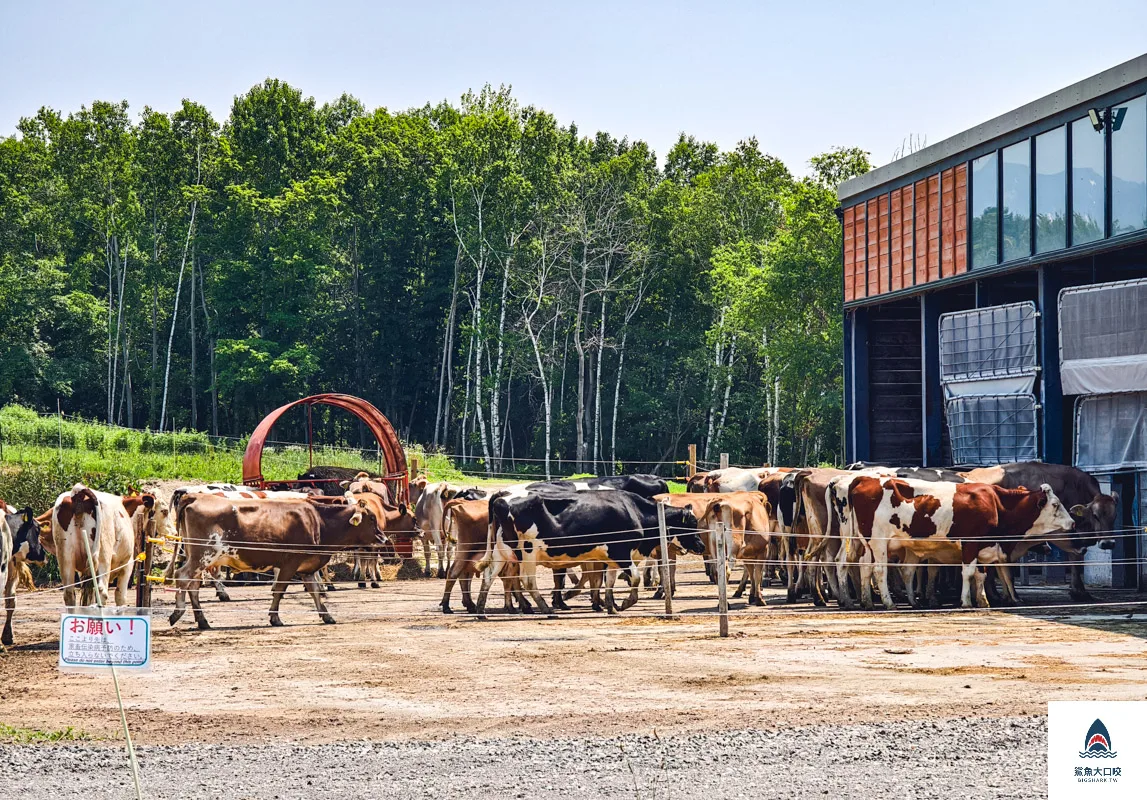 美瑛放牧酪農場,美瑛農場,美瑛牧場,美瑛放牧場 @鯊魚大口咬 美瑛放牧酪農場,美瑛農場,美瑛牧場,美瑛放牧場 @鯊魚大口咬