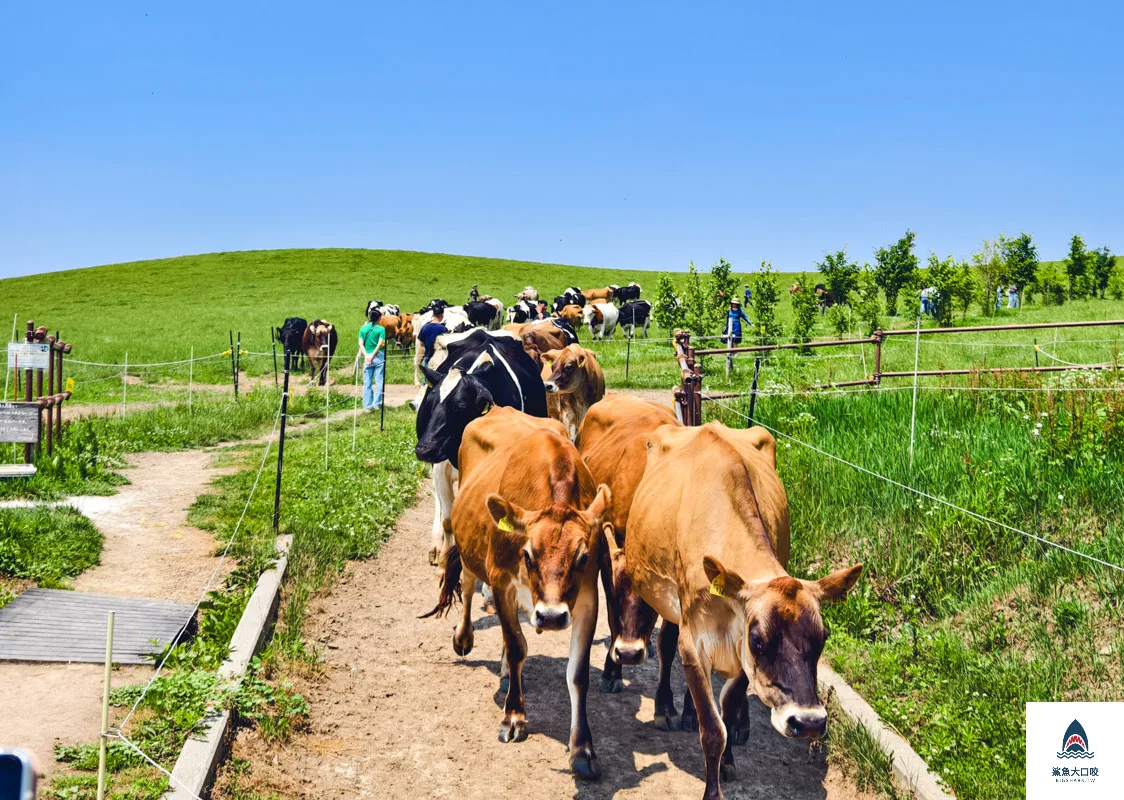 美瑛放牧酪農場,美瑛農場,美瑛牧場,美瑛放牧場 @鯊魚大口咬
