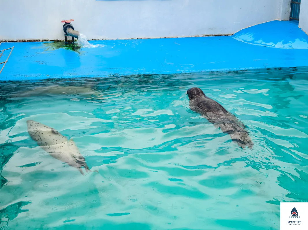室蘭水族館,北海道水族館,室蘭水族館門票,室蘭水族館企鵝,室蘭水族館海豹 @鯊魚大口咬