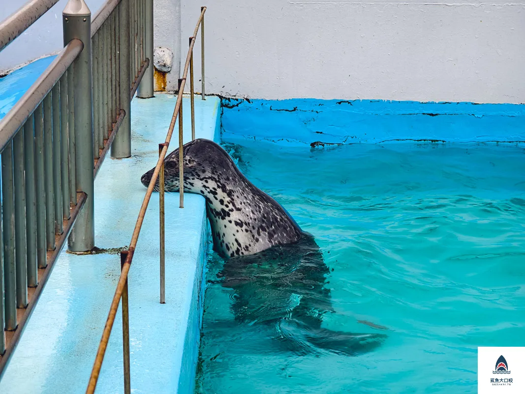 室蘭水族館,北海道水族館,室蘭水族館門票,室蘭水族館企鵝,室蘭水族館海豹 @鯊魚大口咬