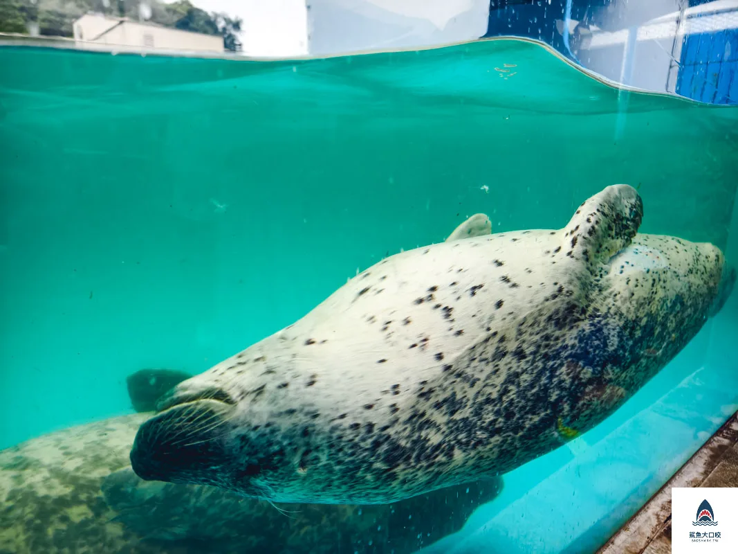 室蘭水族館,北海道水族館,室蘭水族館門票,室蘭水族館企鵝,室蘭水族館海豹 @鯊魚大口咬 室蘭水族館,北海道水族館,室蘭水族館門票,室蘭水族館企鵝,室蘭水族館海豹 @鯊魚大口咬