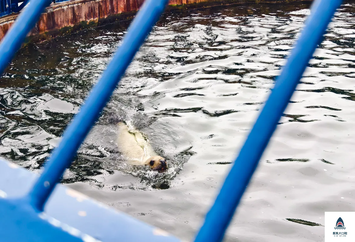 室蘭水族館,北海道水族館,室蘭水族館門票,室蘭水族館企鵝,室蘭水族館海豹 @鯊魚大口咬 室蘭水族館,北海道水族館,室蘭水族館門票,室蘭水族館企鵝,室蘭水族館海豹 @鯊魚大口咬