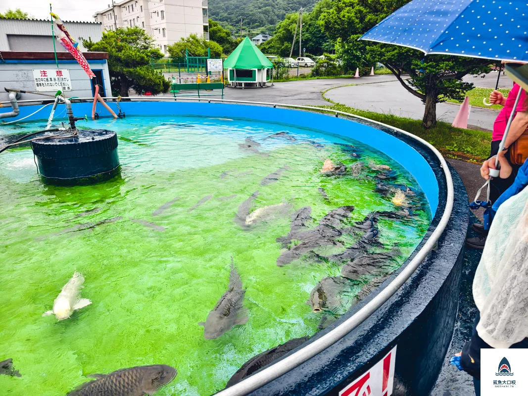 室蘭水族館,北海道水族館,室蘭水族館門票,室蘭水族館企鵝,室蘭水族館海豹 @鯊魚大口咬