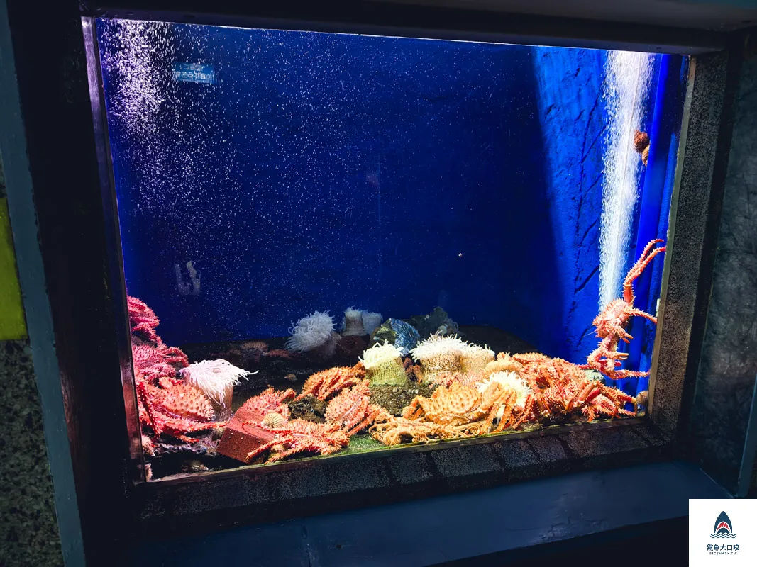 室蘭水族館,北海道水族館,室蘭水族館門票,室蘭水族館企鵝,室蘭水族館海豹 @鯊魚大口咬