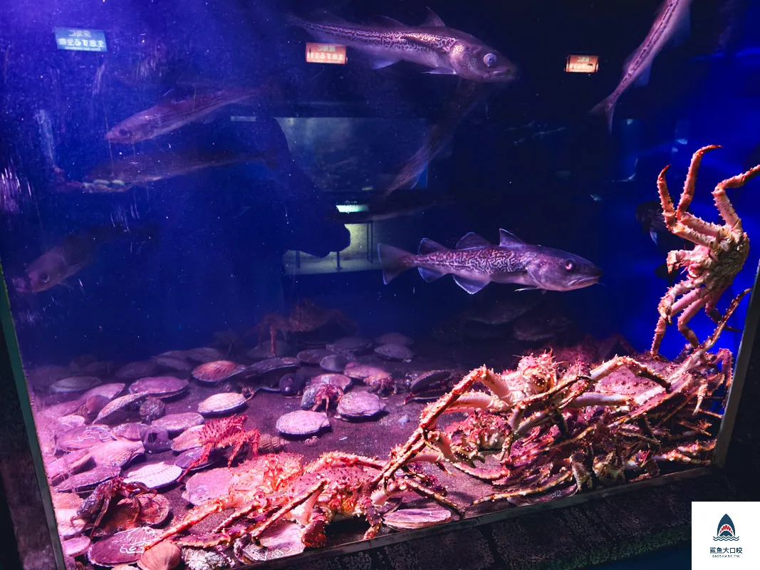 室蘭水族館,北海道水族館,室蘭水族館門票,室蘭水族館企鵝,室蘭水族館海豹 @鯊魚大口咬