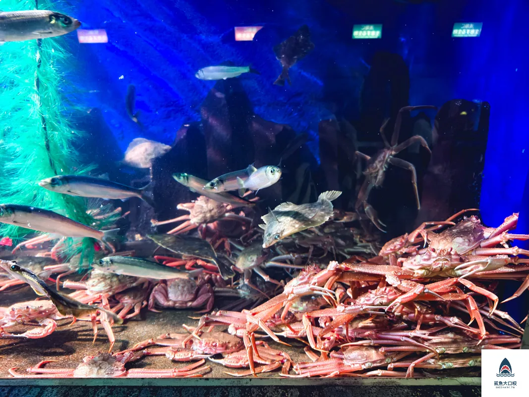 室蘭水族館,北海道水族館,室蘭水族館門票,室蘭水族館企鵝,室蘭水族館海豹 @鯊魚大口咬 室蘭水族館,北海道水族館,室蘭水族館門票,室蘭水族館企鵝,室蘭水族館海豹 @鯊魚大口咬